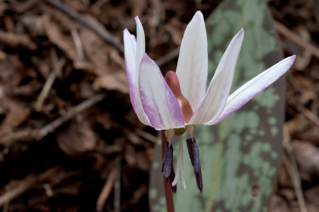 Variabilit cromatica dell''Erythronium dens-canis